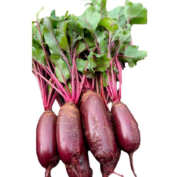 Свекла Генеральская столовая 2г Гавриш