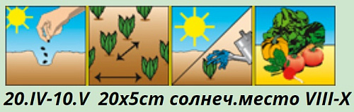 Морковь Медовая Тимирязевский питомник