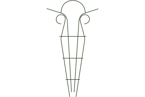 Шпалера Тюльпан