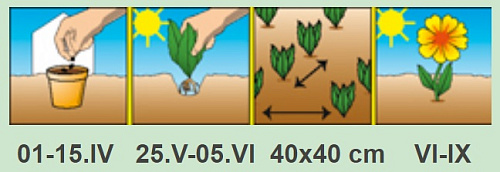 Бархатцы Гейт оранжевые отклоненные Аэлита