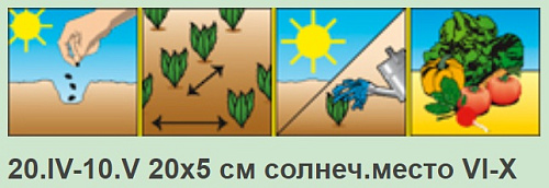 Петрушка кудрявая Зеленый жемчуг Аэлита