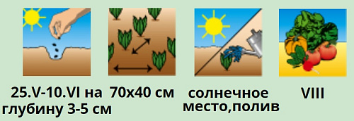 Кукуруза сахарная Клубничный попкорн 5шт АЭЛИТА