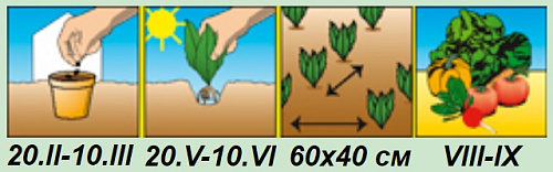 Баклажан Алмаз Аэлита