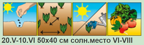 Огурец Все пучком F1 10шт Аэлита