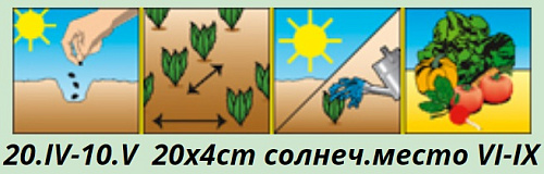 Морковь Барыня Аэлита