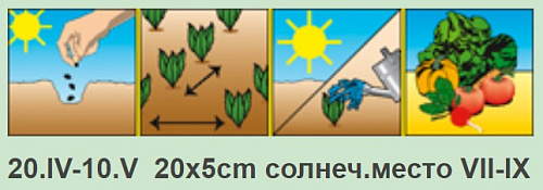 Морковь Бессердцевинная Аэлита