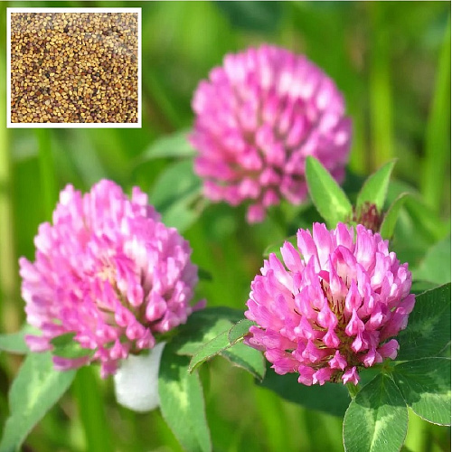 Клевер красный 1кг